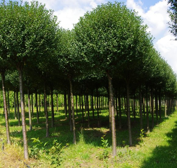 Čerešňa krovitá ´Umbraculifera´ na kmienku 120cm