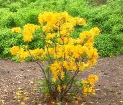 Azalka veľkokvetá ´Golden light´