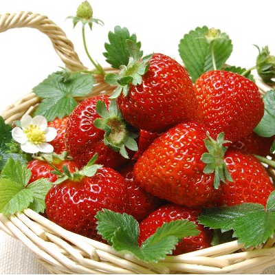 Jahoda ´Elsanta´ veľkoplodá neskorá