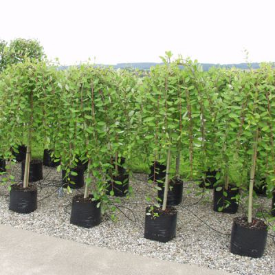 Vŕba vysoká previslá ´Kilmarnock´ na kmienku 80cm