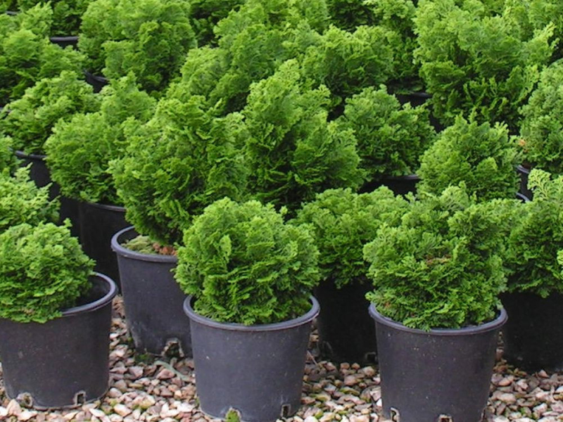 Cypruštek tupolistý "NANA GRACILIS"