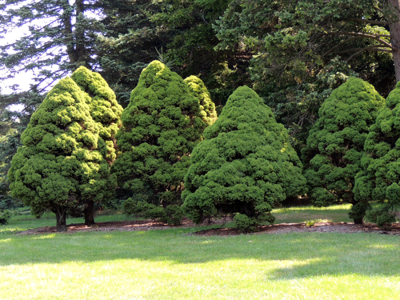 Smrek biely ´Conica´