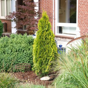 Tuja západná "Golden Smaragd"