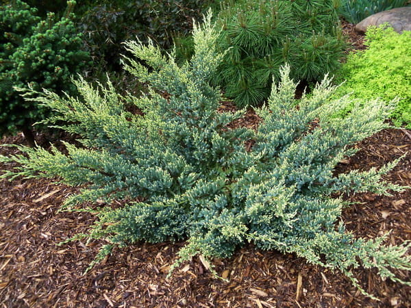 Borievka šupinatá "Dream Joy"