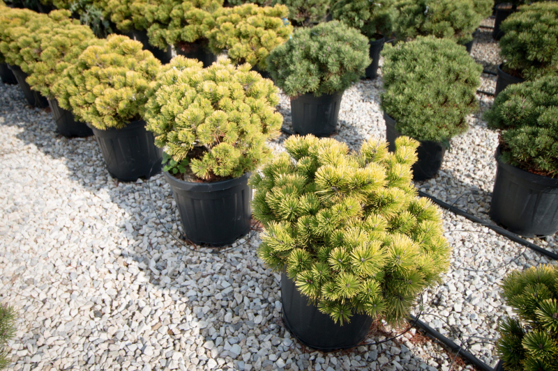 Borovica horská ´Wintergold´