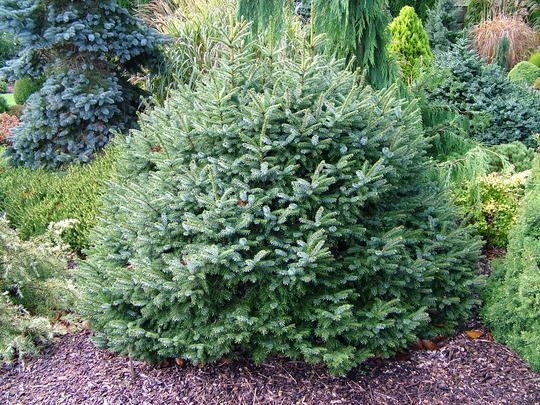 Smrek balkánsky ´Nana´