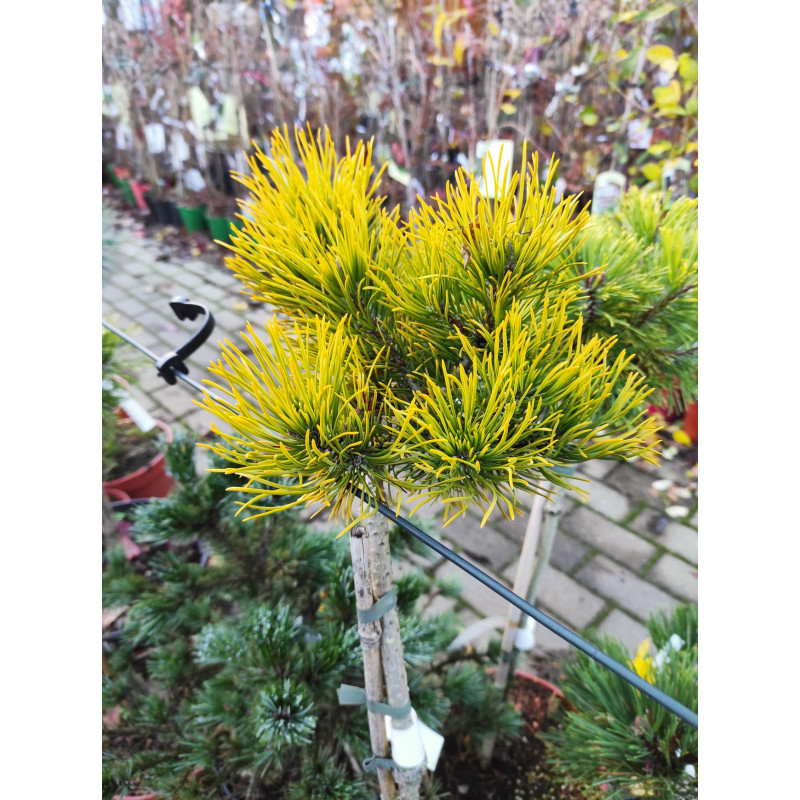 Borovica horská ´Carsten´s Wintergold´ stromčeková