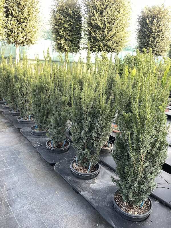 Tis prostredný ´Hillii´