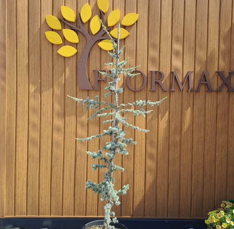 Céder libanonský ´Atlantica La Fontaine´