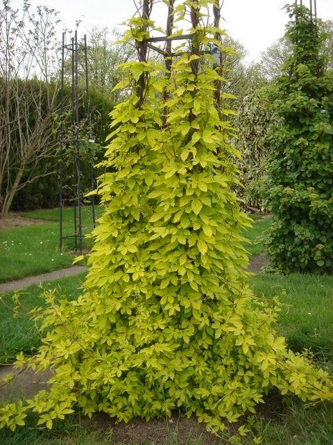 Chmeľ obyčajný ´Aureus´