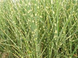 Ozdobnica čínska ’Zebrinus’