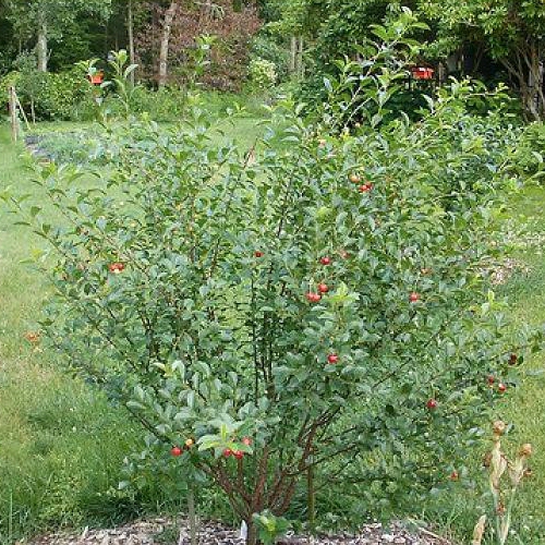 Višňa kríková ´Carmine Jewell´ 5l