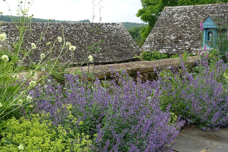 Kocúrnik ´Walker´s Low´