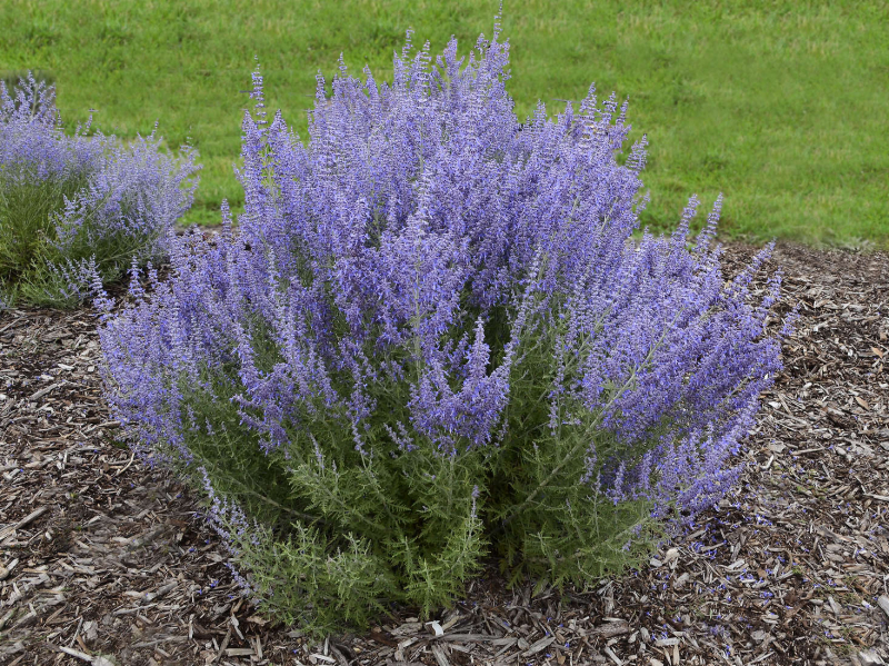 Perovskia ´Russian Sage´