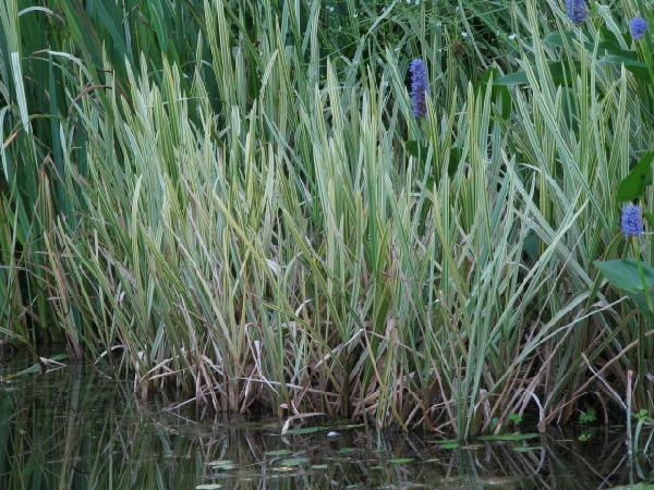 Steblovka vodná ´Variegata´