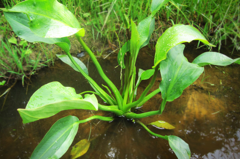 Žabník skorocelový