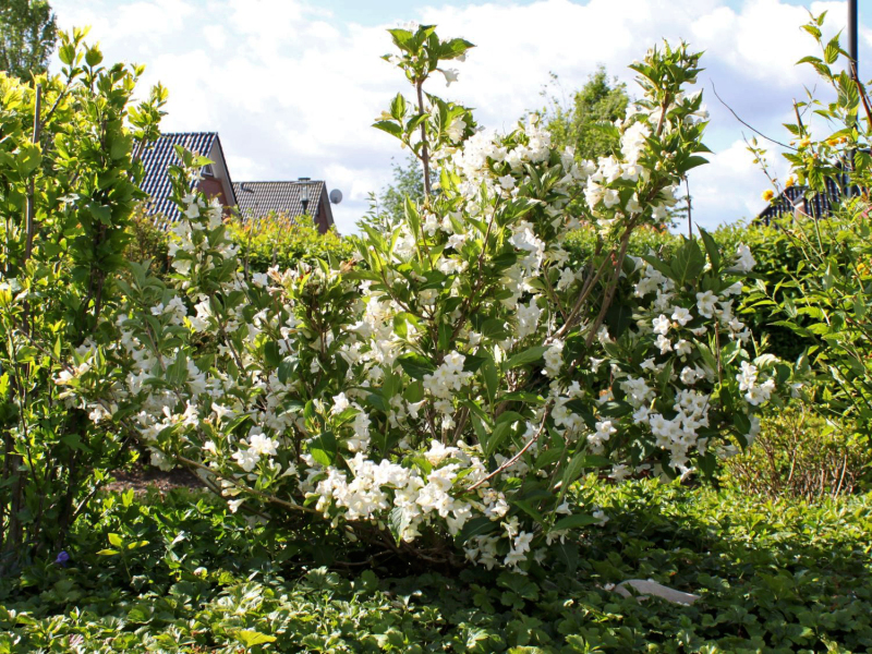 Vajgélia ´Snow Flake´