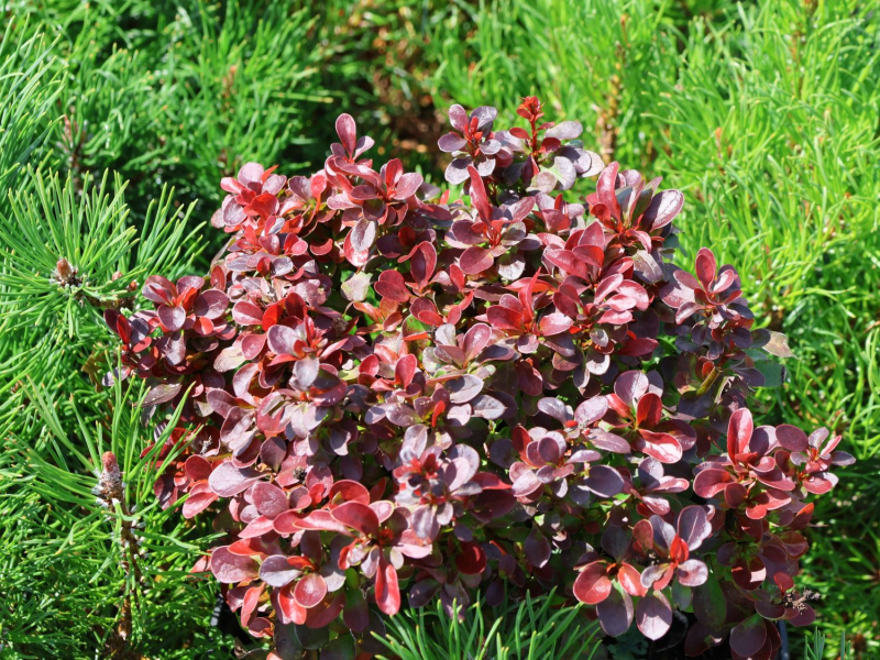 Dráč Thunbergov "Bagatelle"