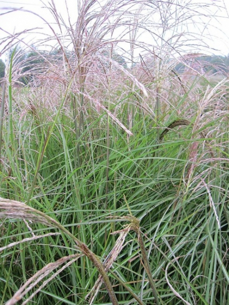 Ozdobnica čínska ´Graziella´