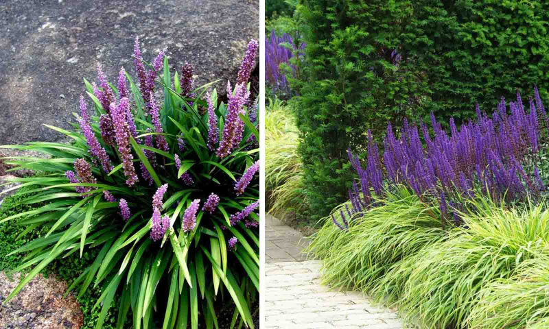 Liriopa modrincová ´Big Blue´