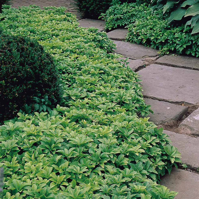 Pachysandra vrcholová