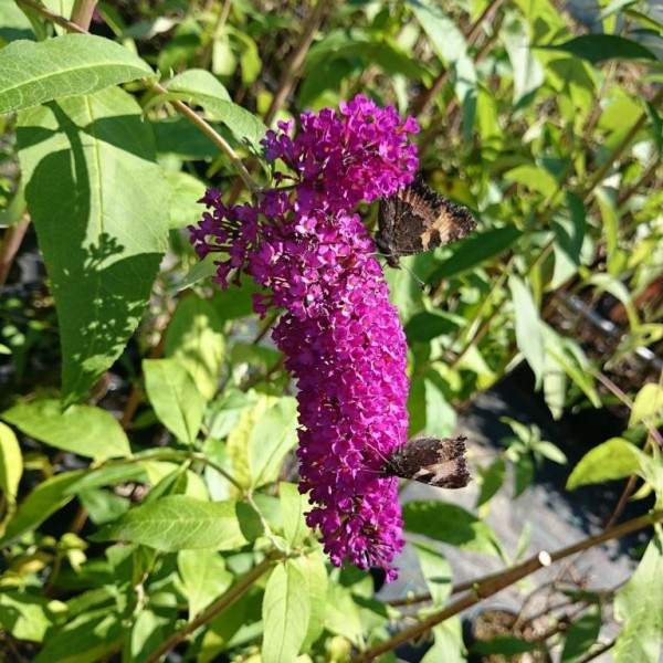 Budleja ´Red Royal´ 9x9