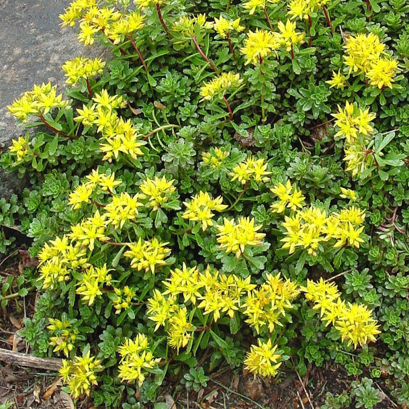 Rozchodník ’Weihenstephaner Gold’