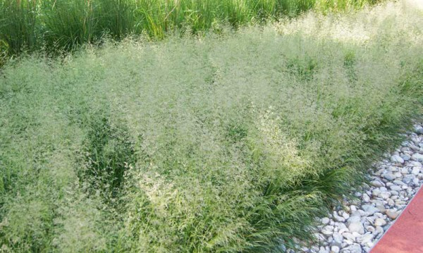 Kraslica prostredná 9x9