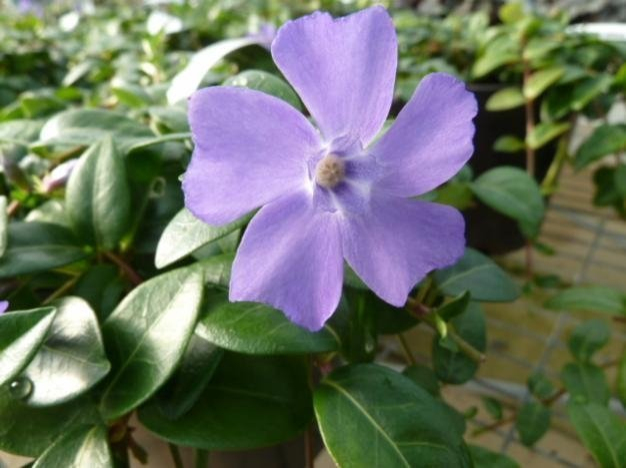 Zimozeleň menšia ´La Grave´