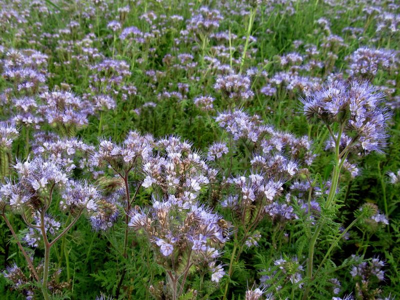 Facélia vratičolistá 300g