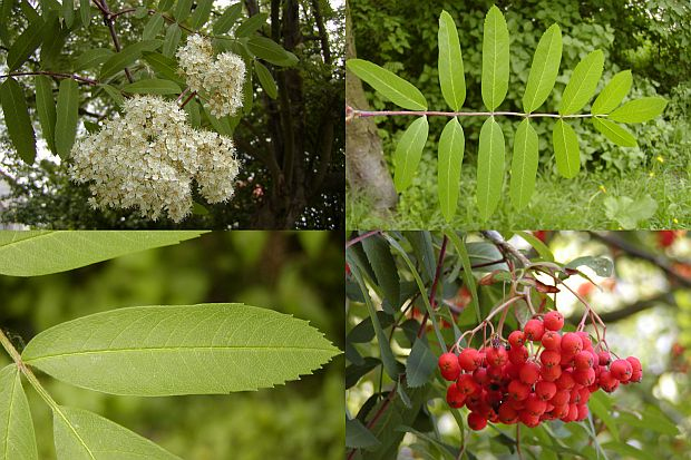 Jarabina ´Sladkoplodá Moravská´ Stromčeková, voľnok