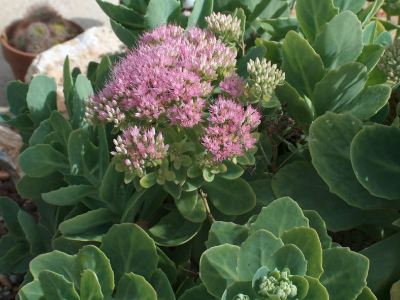 Rozchodník nádherný "Brilliant"