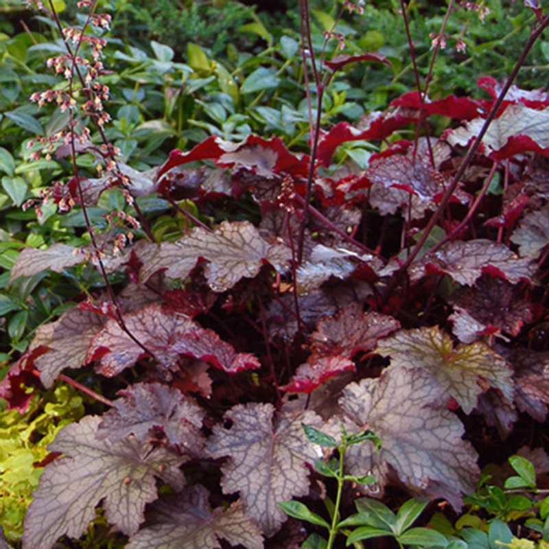Heuchera Palace Purple