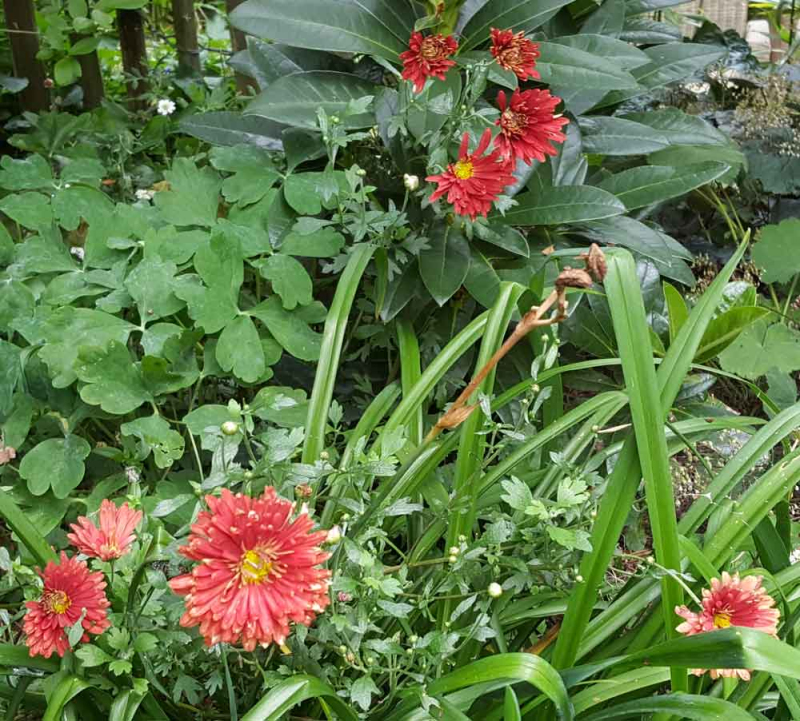 Chryzantéma ´Red Velvet´