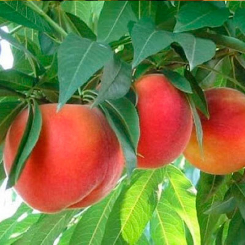 Broskyňa ´Springcrest´ skorá, podp. GF677, voľnok.