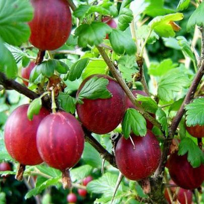 Egreš ´Hinnonmaki Rod´ stromčekový, voľnok.