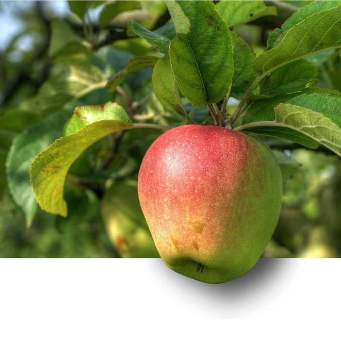 Jabloň ´Pinova´ zimná, podpn. M9, voľnok.