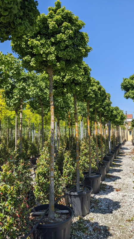 Ginko ´Mariken´ na kmienku