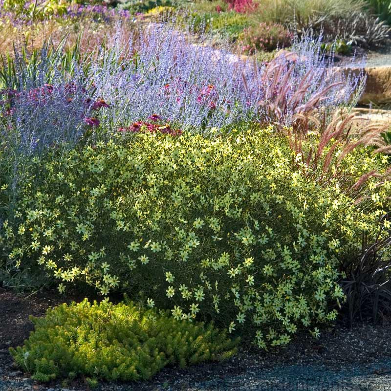 Kráska praslenová ’Moonbeam’