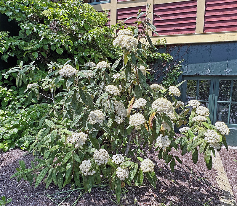 Kalina vrásčitolistá 80l