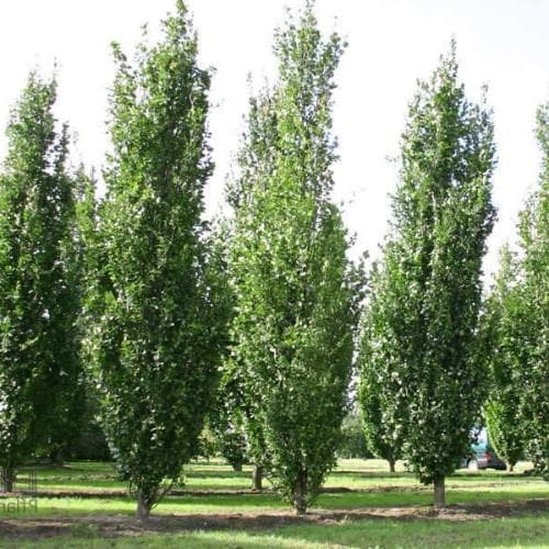 Buk lesný ´Dawyck ´