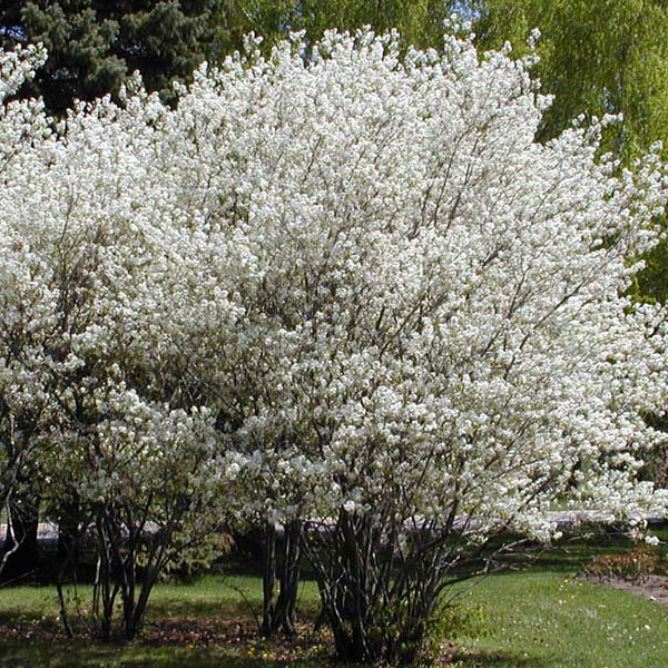 Muchovník Lamarckov 300cm+