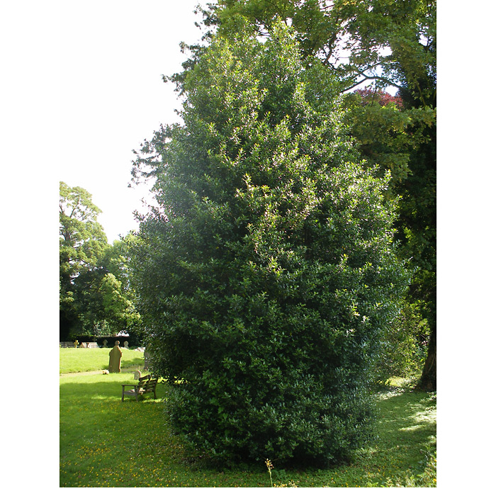 Cezmína ostrolistá