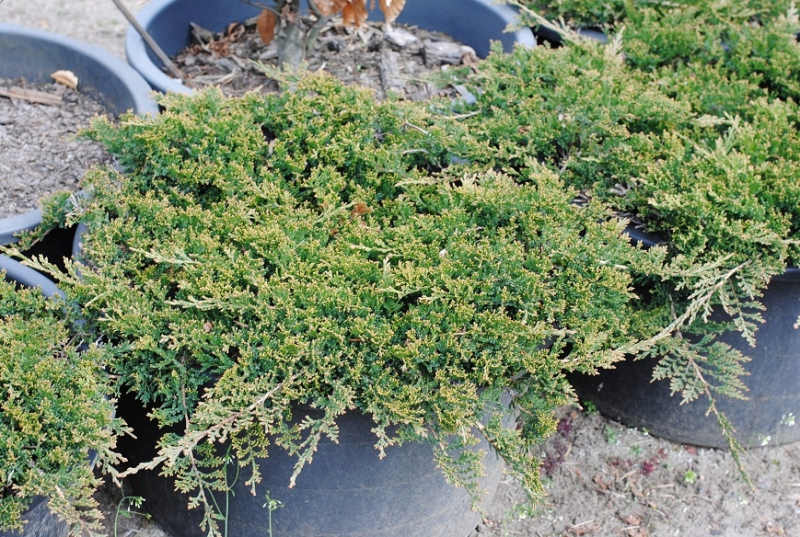 Borievka ´Wiltonii´