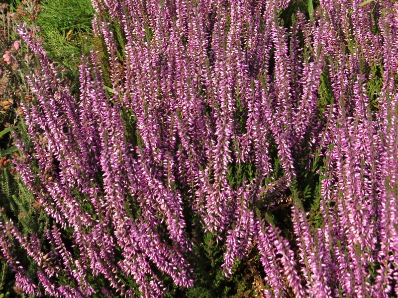 Vres obyčajný ´Hilda´