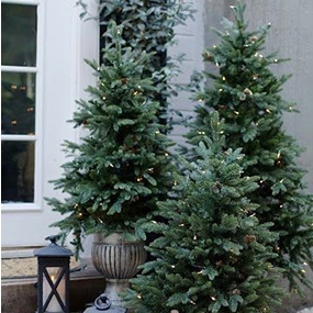 Smrek pichľavý 100/125 cm, kont.