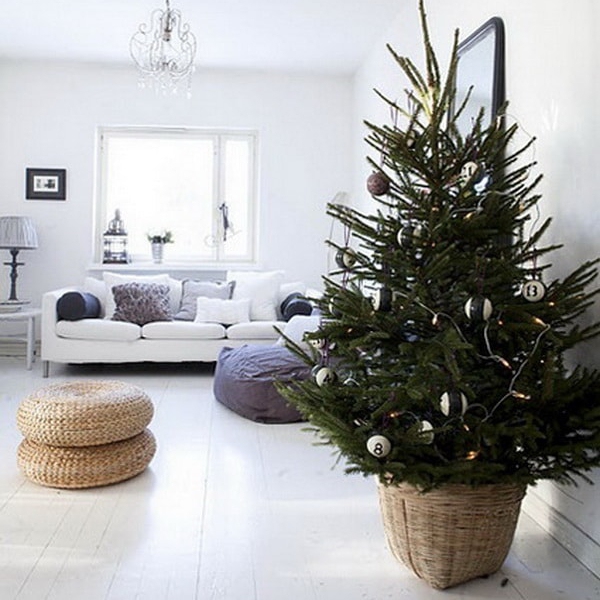 Smrek pichľavý 125/150 cm, kont.