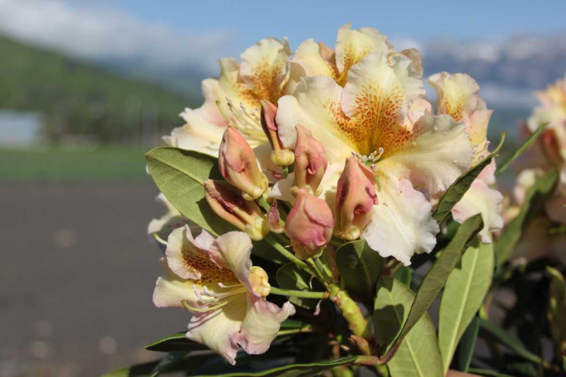 Rododendrón ´Bernstein´