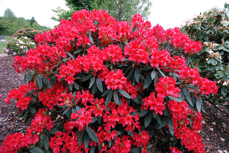 Rododendrón "Red Jack"