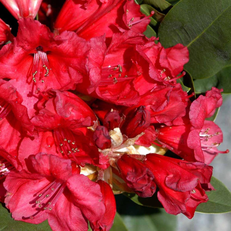 Rododendrón "Red Jack"